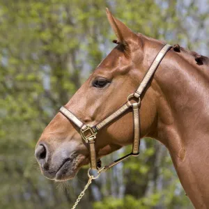 Kieffer Classic Halter
